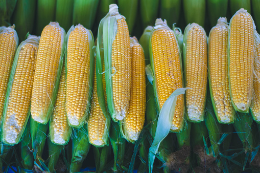 JAGUNG
